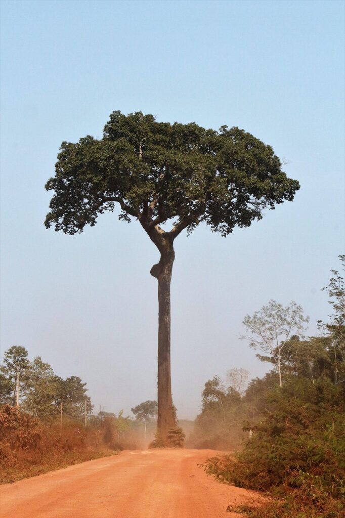 Il futuro dell’Amazzonia nella bioeconomia